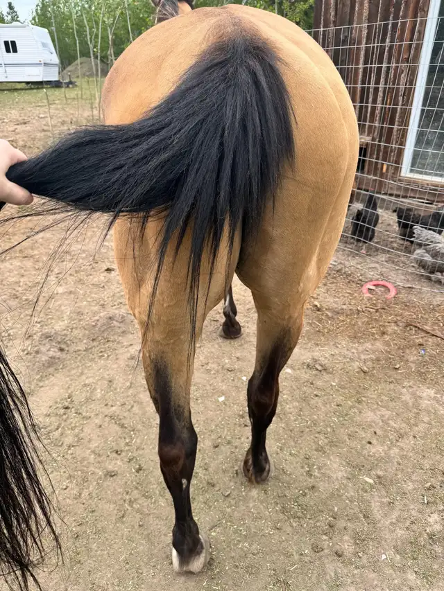 Quarter horse brood mare in Livestock in Vanderhoof - Image 9