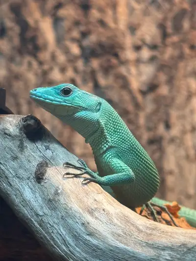 Green Keel-bellied lizard , View more