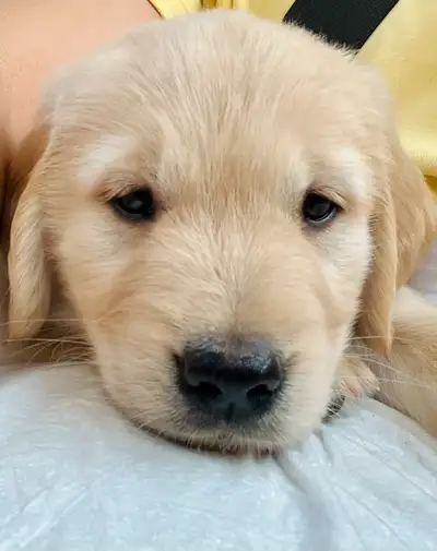 Golden retriever puppy, View more