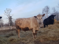2022 Angus/Simmental Steers for sale