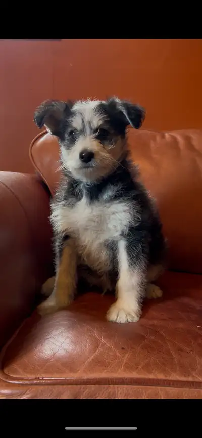 Male Pomskypoo Puppy- Poodle/Pomsky, View more