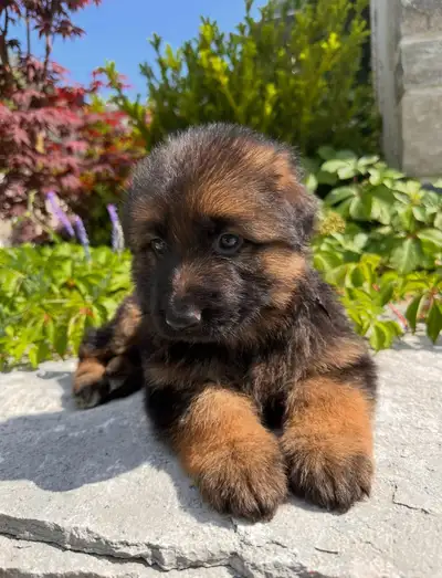 Purebred German Shepherd Puppies CKC Reg’d, View more