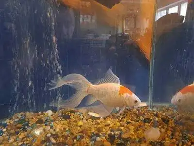 Goldfish, View more