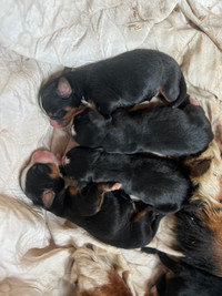 Purebred Bernese Mountain puppies