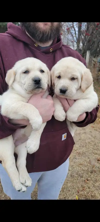 Lab pups, View more