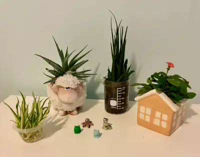 Set of Cute Houseplants and Pots! , View more