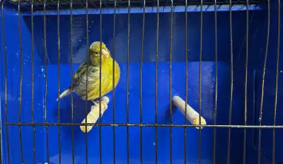 High quality Male Canary, View more