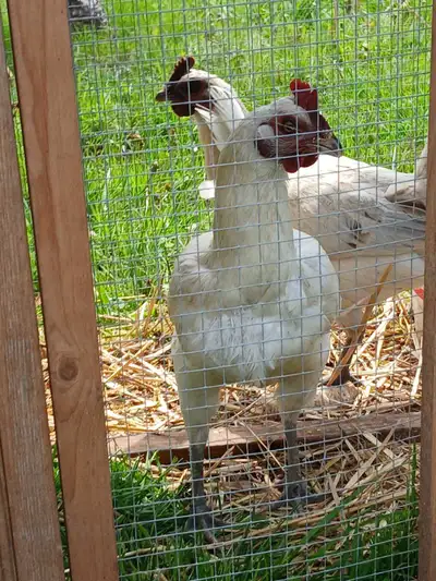 Flock of 6 Laying hens, View more