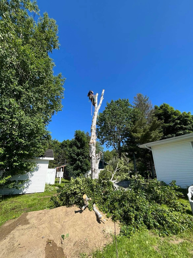 Tree trimming and tree removal  in Lawn, Tree Maintenance & Eavestrough in Bathurst - Image 4
