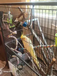 2 cockatiel femelle  avec cage