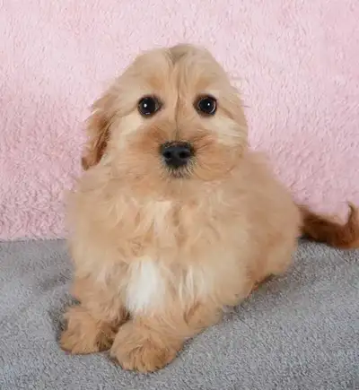Gorgeous Shih-Poo Puppies with Soft and Silky Coats, View more