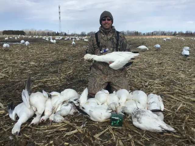 Fall Snow Goose Hunts421186770316175365