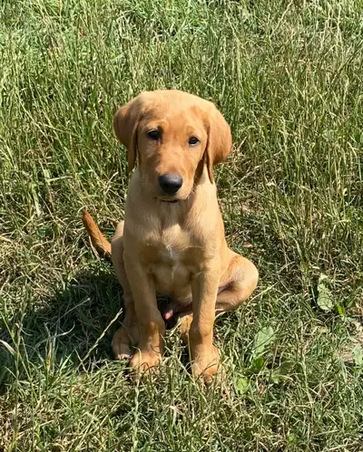 American Style Pure Bred Red Fox Lab Puppy, View more
