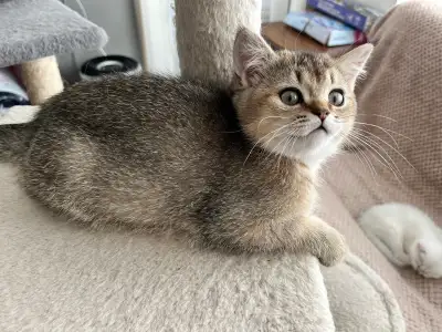 British silver short hair kittens , View more