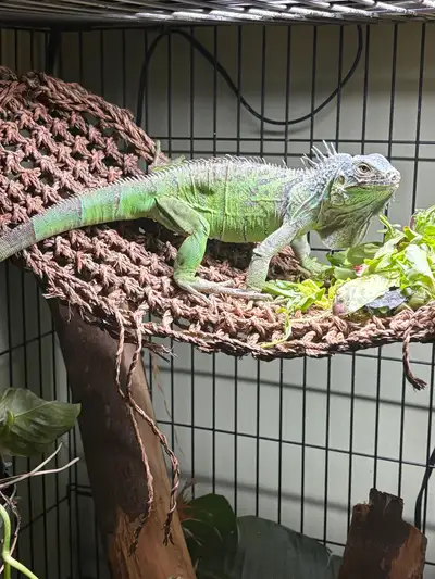 Green Iguana, View more