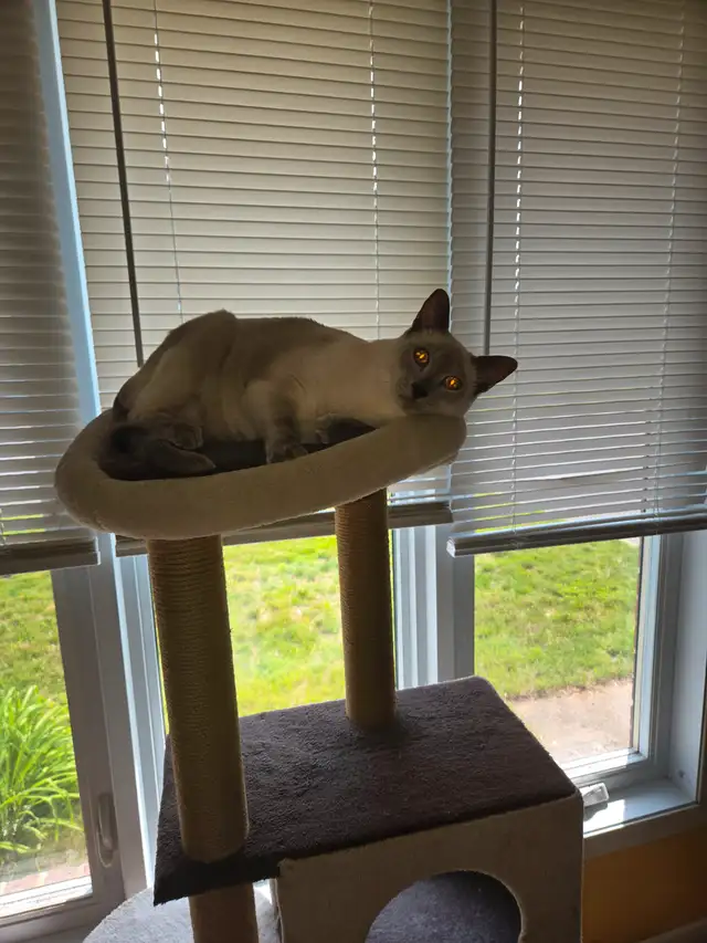Chat Siamois in Cats & Kittens for Rehoming in Saint-Hyacinthe - Image 3