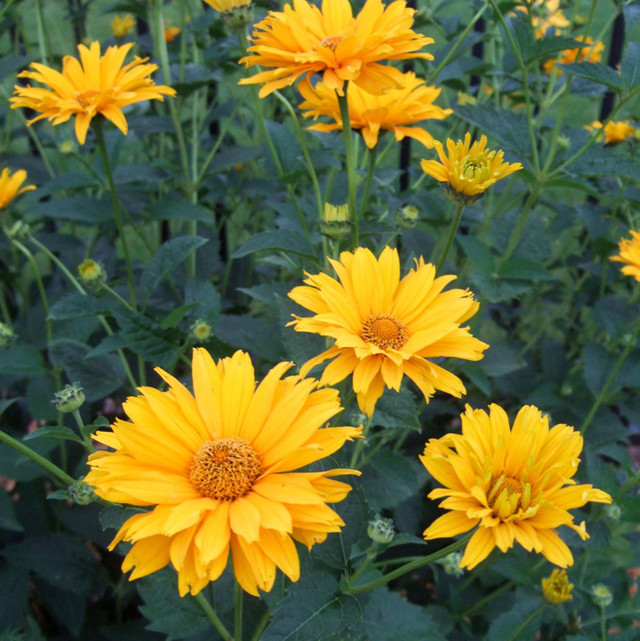 False sunflower seeds, 12 grams in Plants, Fertilizer & Soil in Regina