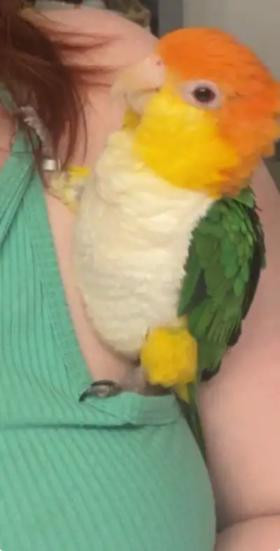1 year old baby caique, View more