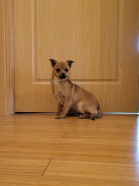 Chihuahua female for sale. 