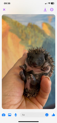 Baby hedgehog / Bebe herisson
