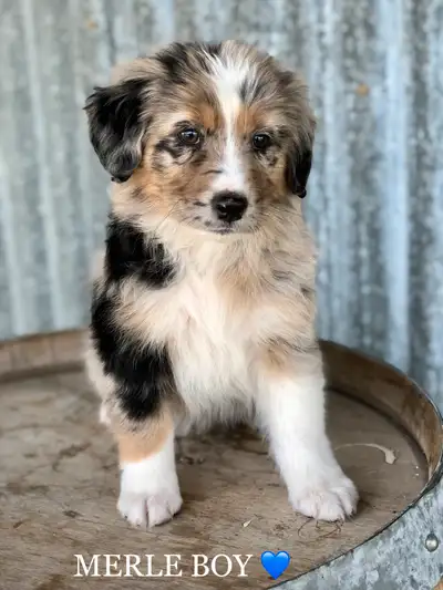 PUPPIES BORN April 11th 1 has BOB Tail 4 pups AVAILABLE they will be ready for their forever homes i...