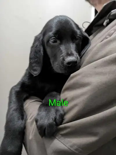 Puppies for Rehoming, View more