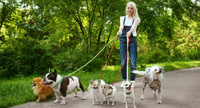 Dog walking service - Golden Triangle (Centretown East)