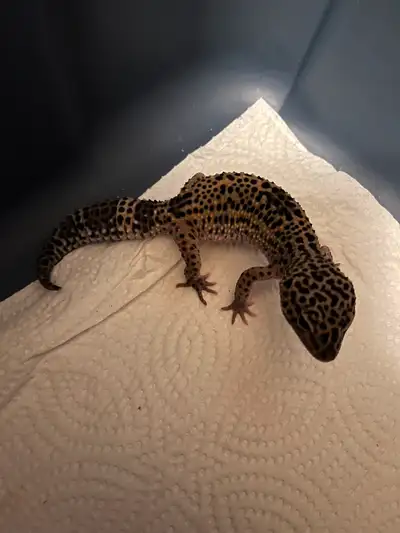 Less than a year old. Awesome spotted cheetah/leopard like pattern. Good appetite and loves to eat....