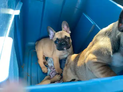Born January 22,2025 2 male frenchie ready for there forever homes. Come with first shots (and secon...