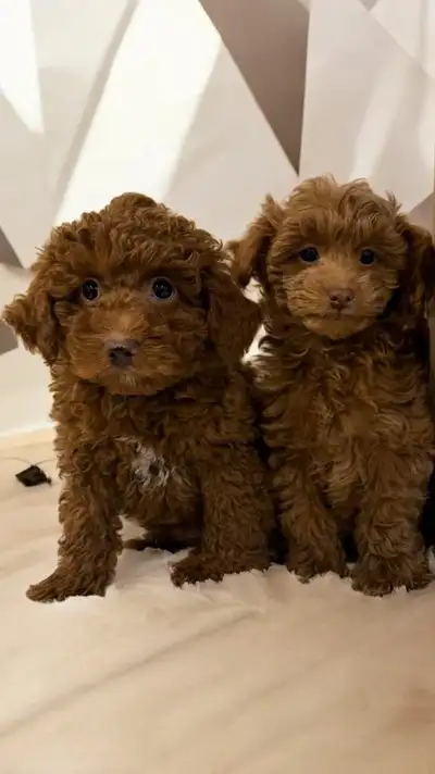 Mini Poodle Puppies, View more