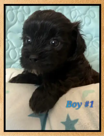 mini Shihpoo puppies , View more