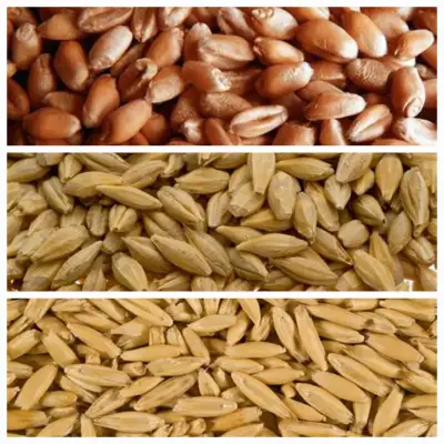 CALL: ERIC 780-581-5234 DON 780-853-0971 BARLEY CDC AUSTENSON - high yielding heavy barley that is t...
