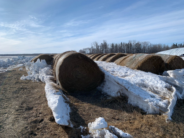 Millet silage and round bales in Livestock in Winnipeg - Image 2