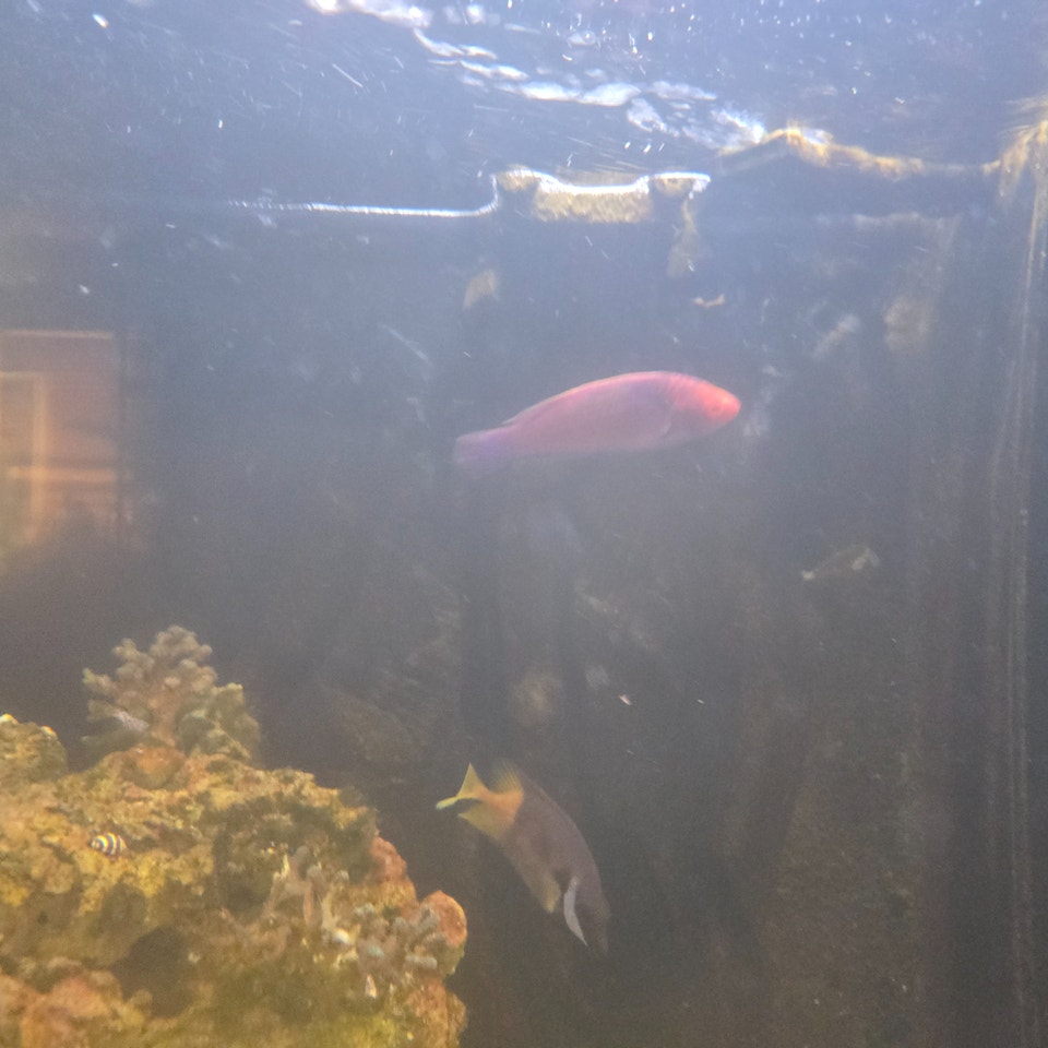 Blue-Sided Fairy Wrasse and Bi-Color Foxface | Fish for Rehoming ...