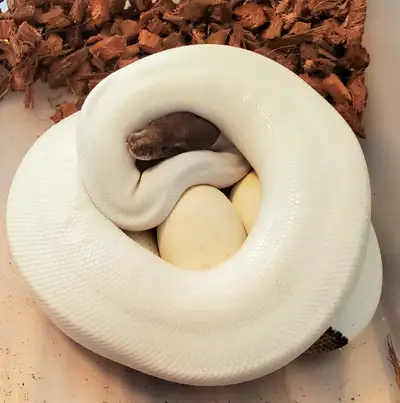 All eating well on frozen thawed rats, and breeding size except the Clown girl in Pic 4. I'm Python...