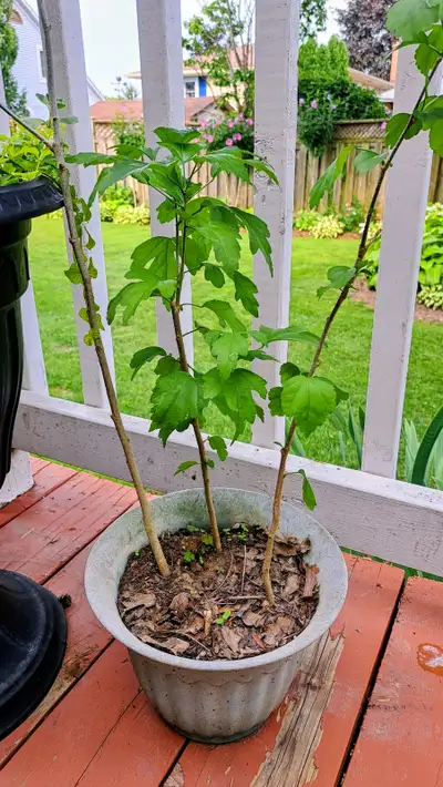 2 Plants,  Rose of  Sharon, View more