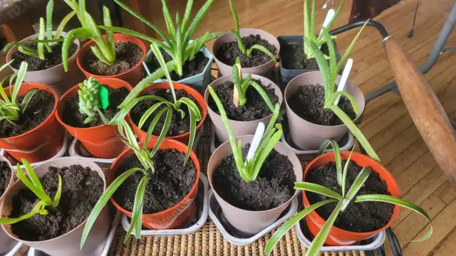 HOUSE PLANTS PRICE FIRM CASH ONLY in Other in St. John's - Image 5