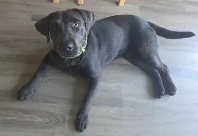 black/silver pure Bred lab, View more