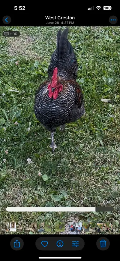 Free rooster, View more