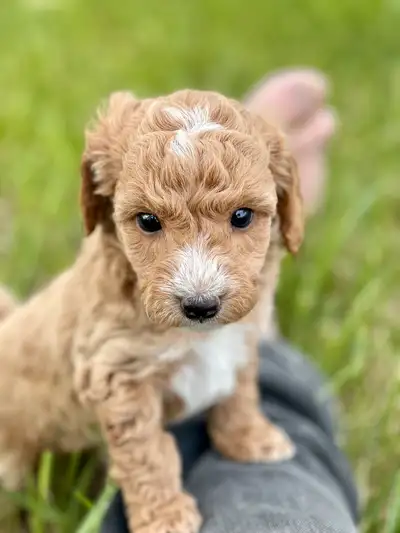 Toy Poodle Only 1 male left, View more