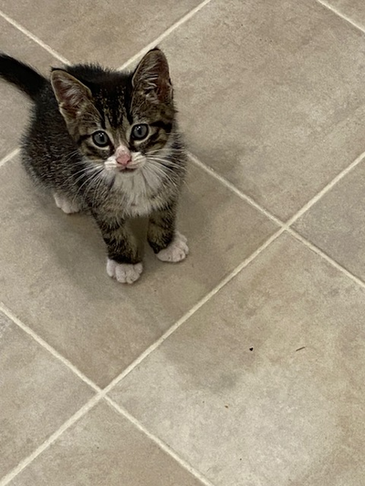 Orphaned Kitten to Good Home, View more