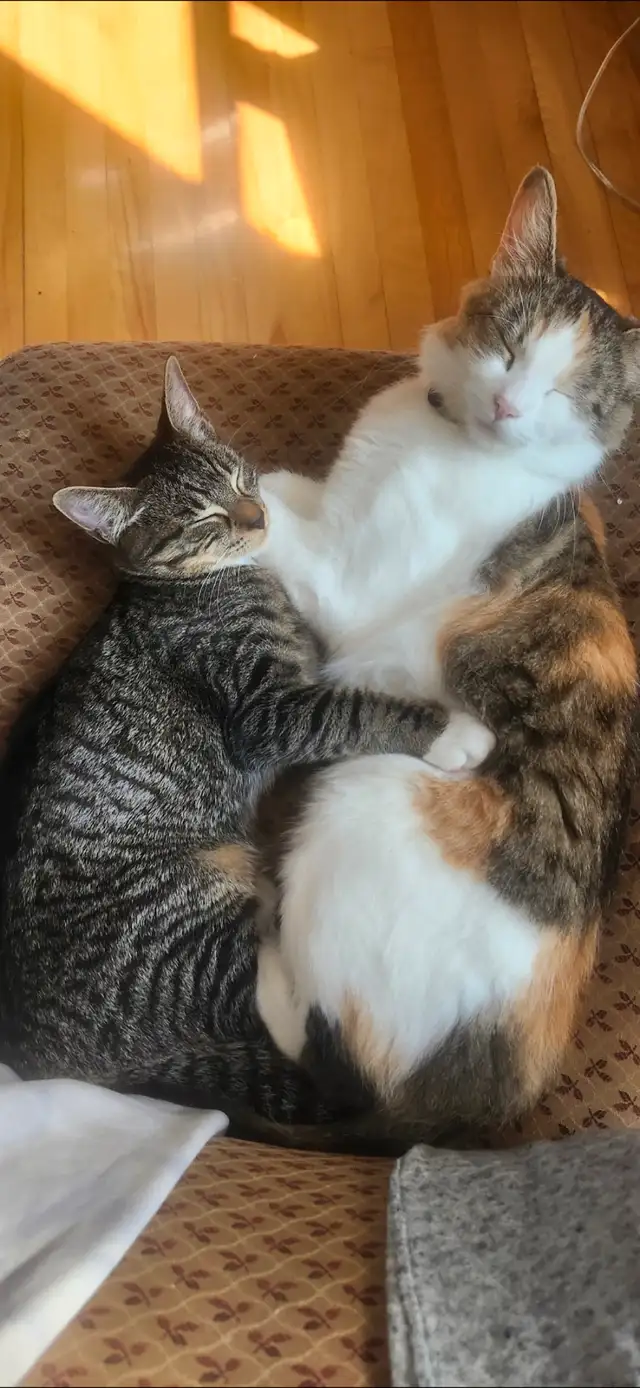 Looking for a loving home for our two cats. in Cats & Kittens for Rehoming in Moncton - Image 3