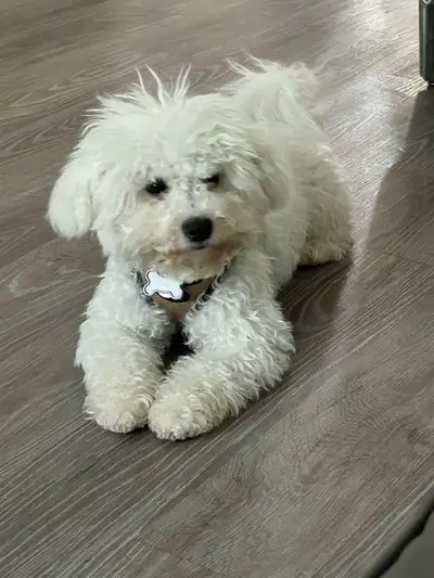 puppy bichon, View more