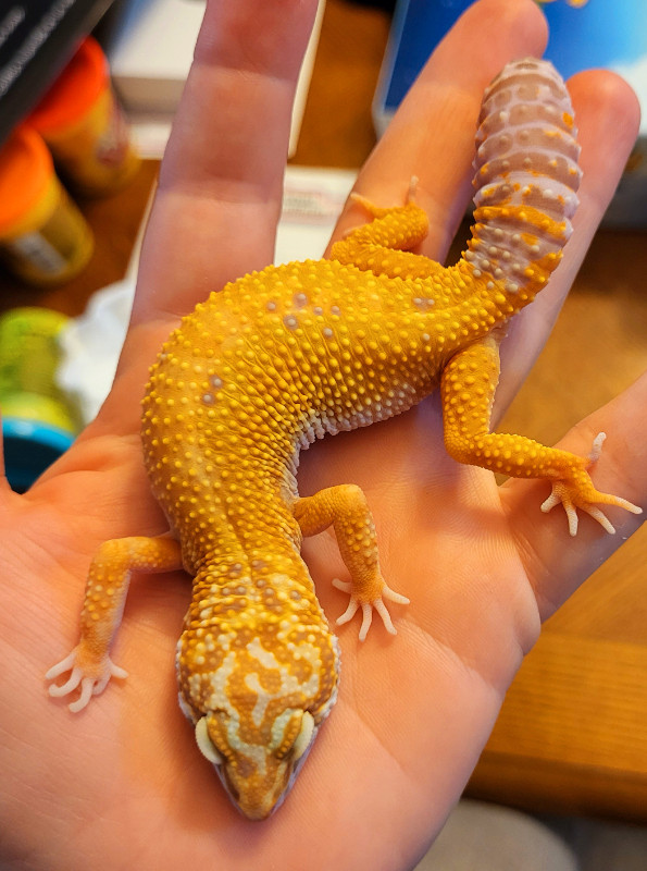 Leopard Gecko in Reptiles & Amphibians for Rehoming in Chilliwack - Image 2