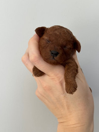 Dark red tiny toy poodle (female) 