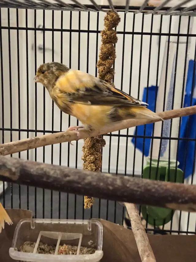 canary birds for sale  in Birds for Rehoming in Tricities/Pitt/Maple - Image 3