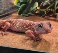 baby leopard geckos Kawartha Lakes Peterborough Area Preview