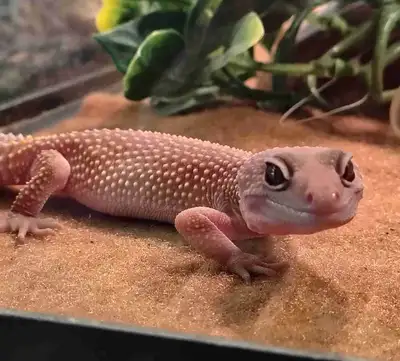 baby leopard geckos, View more