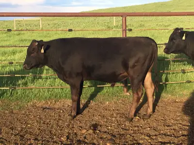 Fullblood Registered Wagyu Breeding Stock, View more