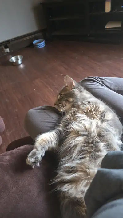 Please message for more information !